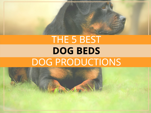 The 5 Best Dog Beds